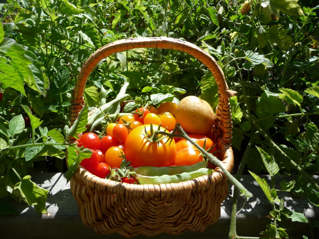 August Harvest, Storage & Fall&nbsp;Planning