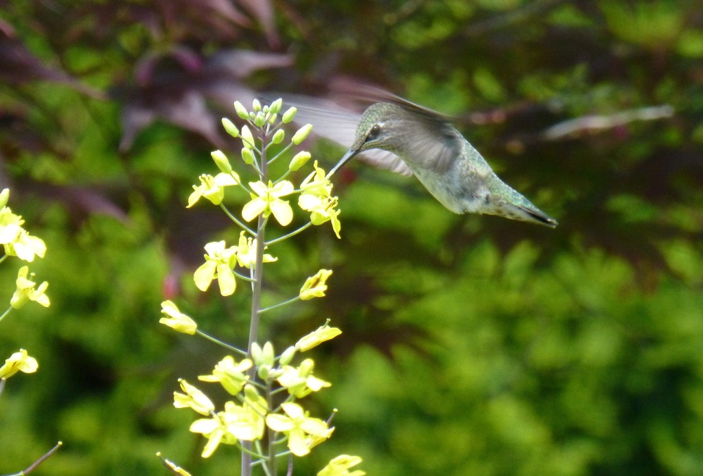 annas hummingbird
