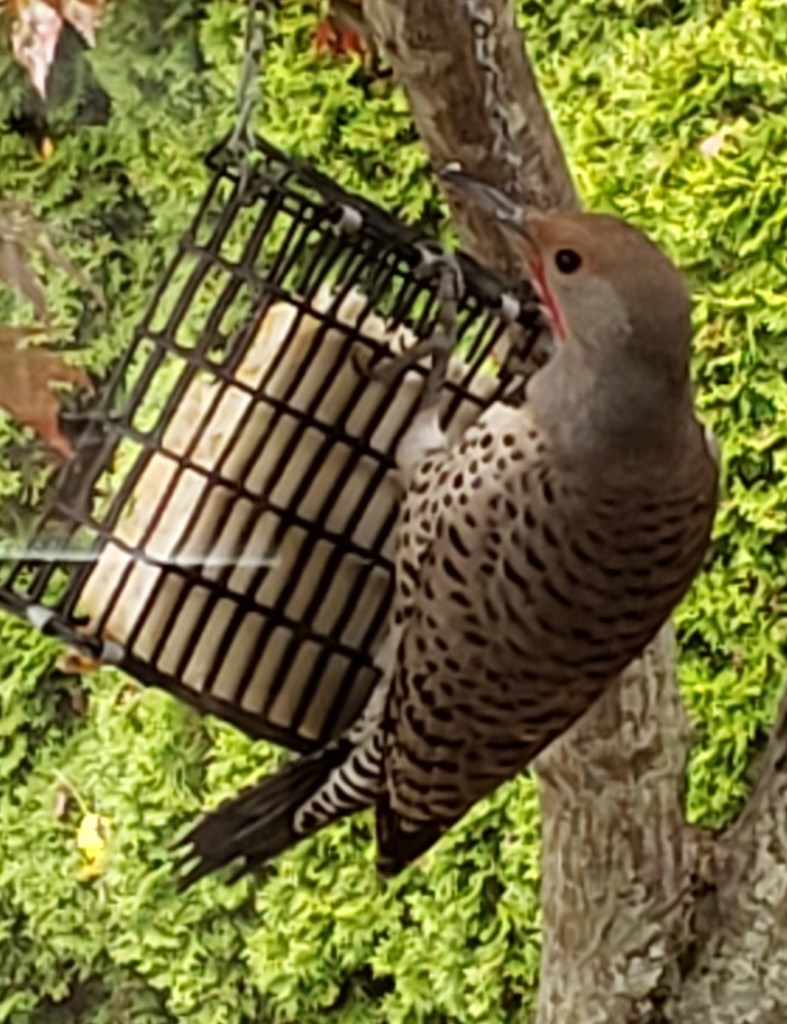Red shafted northern flicker