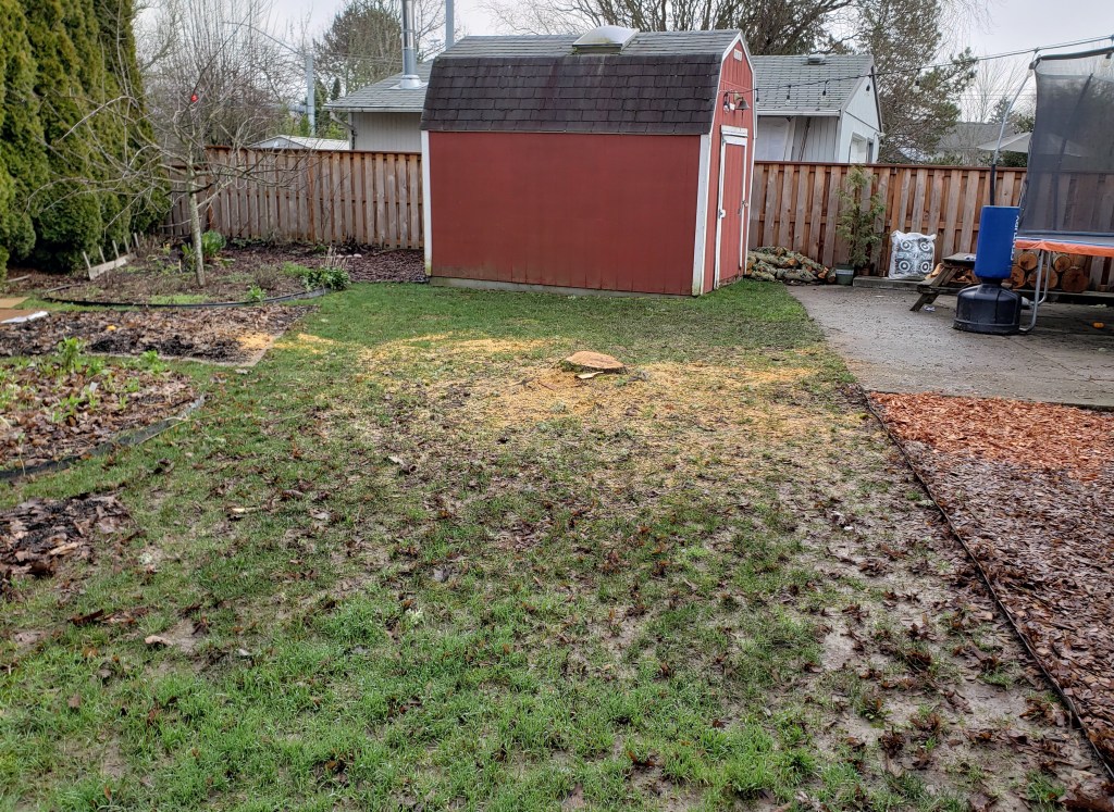 Removed Norway maple tree.