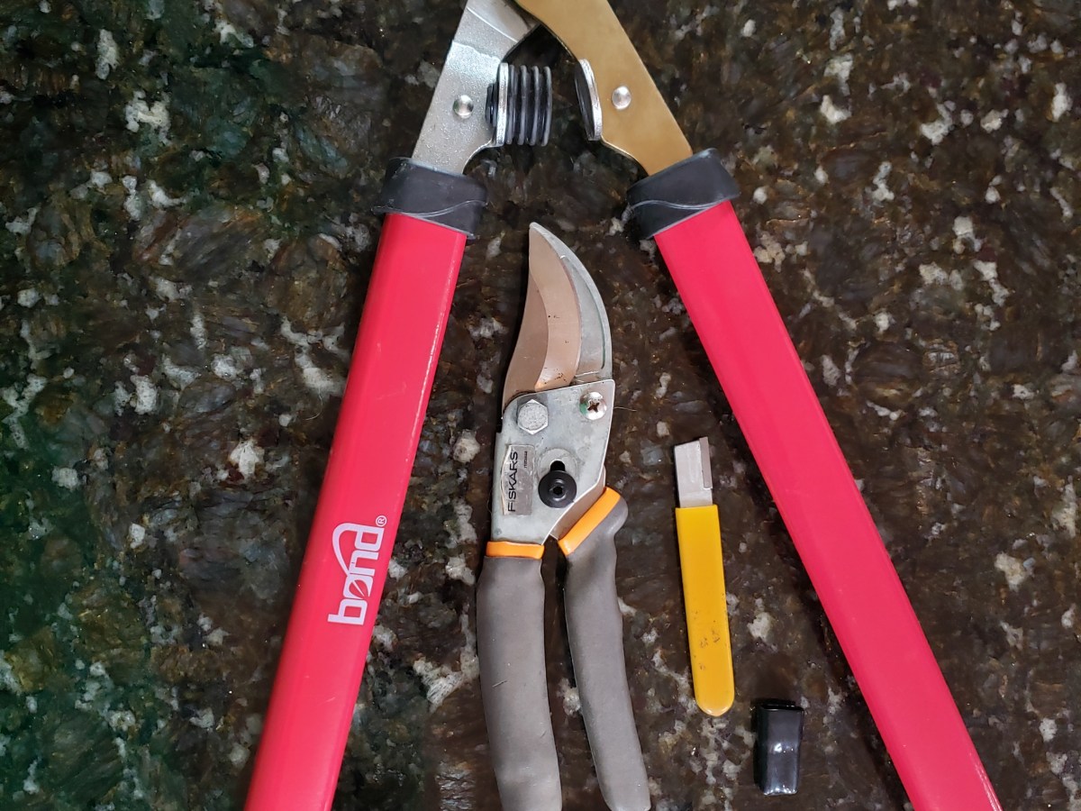 President’s Day is Perfect for Pruning Roses &&nbsp;Blueberries