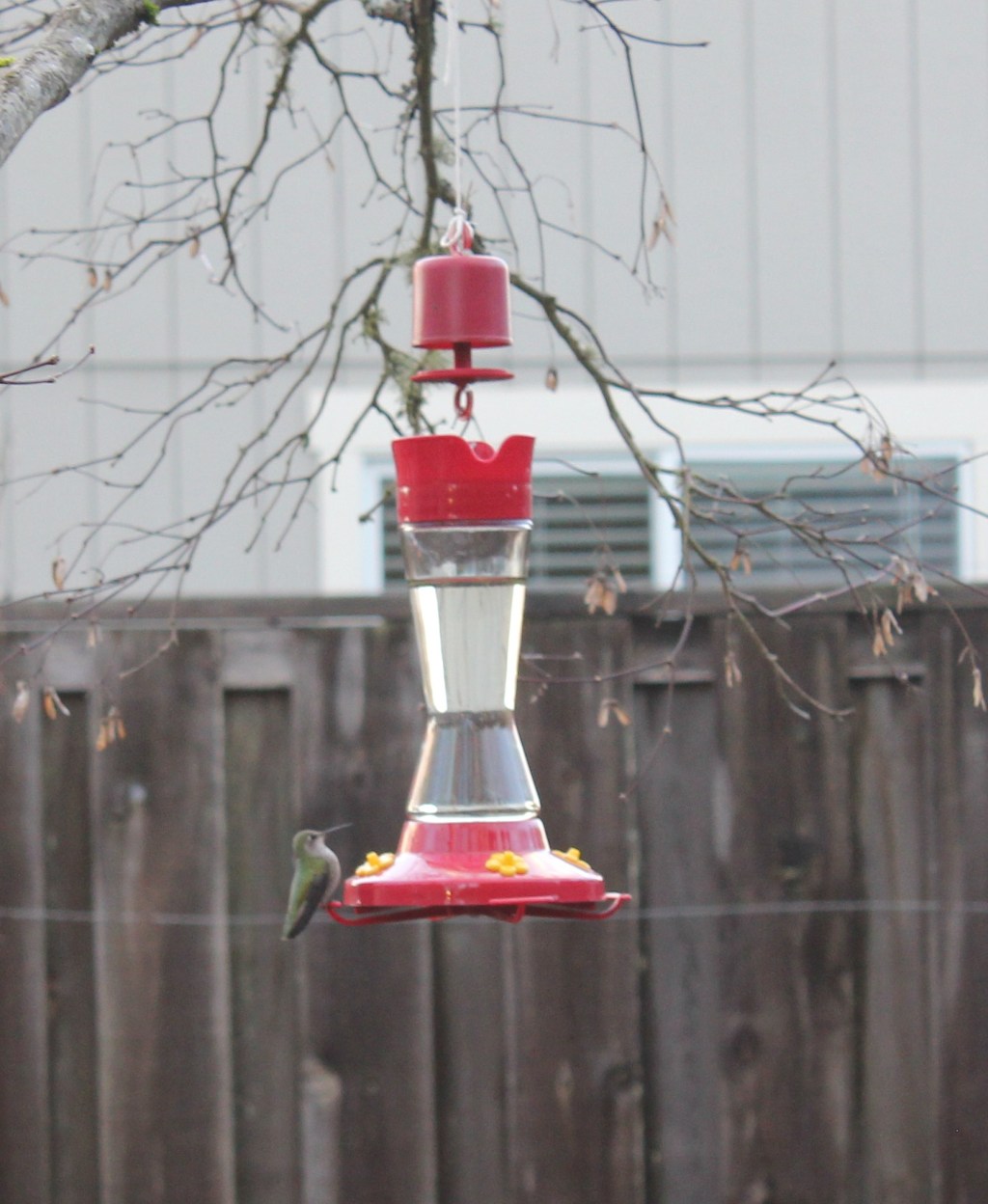 Hummingbird Care Guide