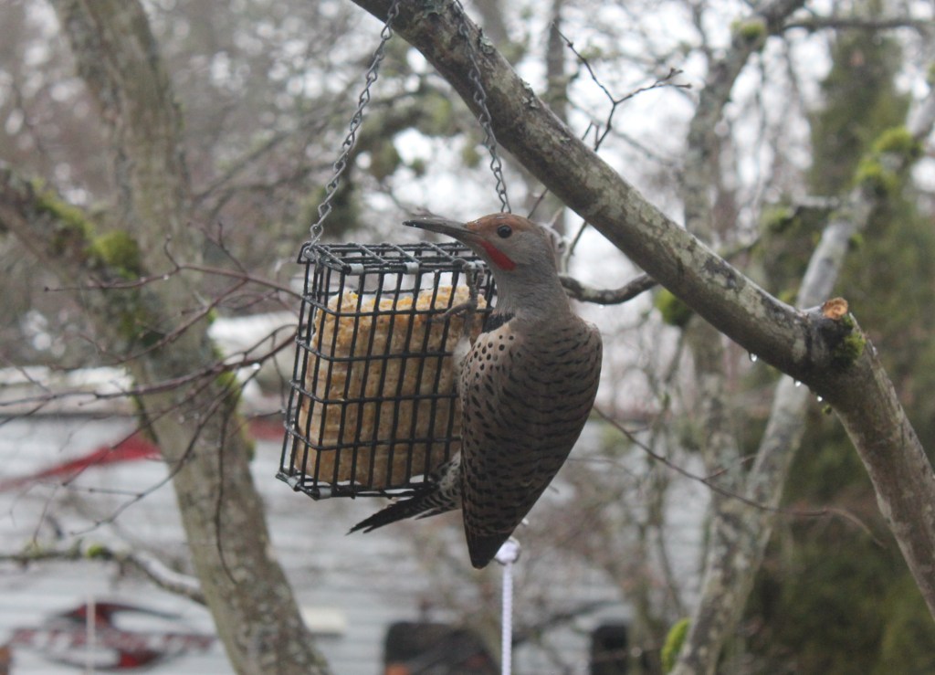 Northern Flicker on our suet cage