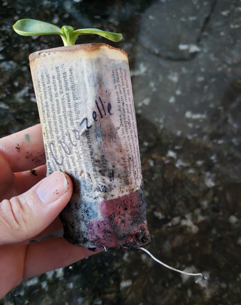 Cocozelle Zuchinni Root