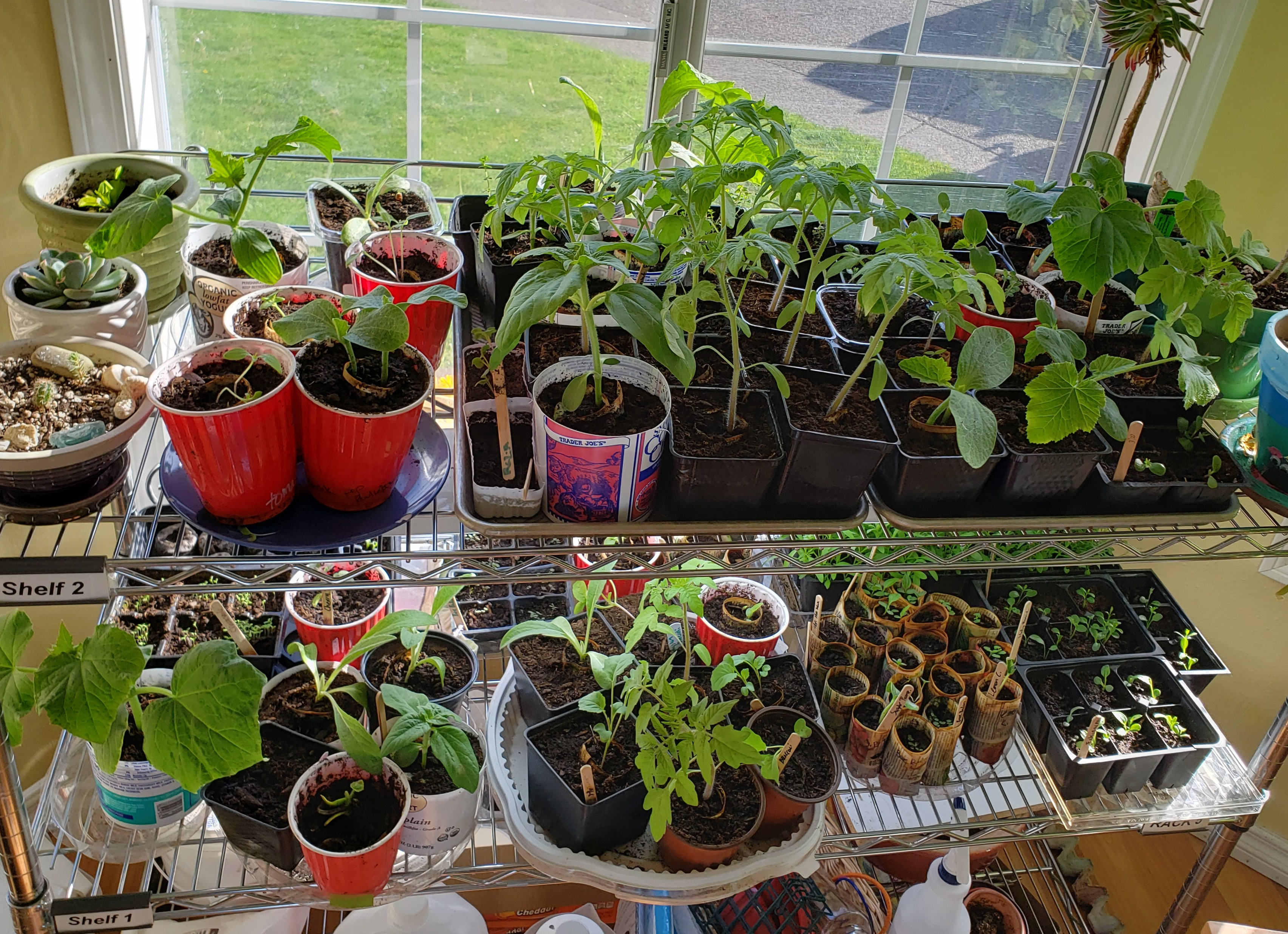 Indoor Seed Starting