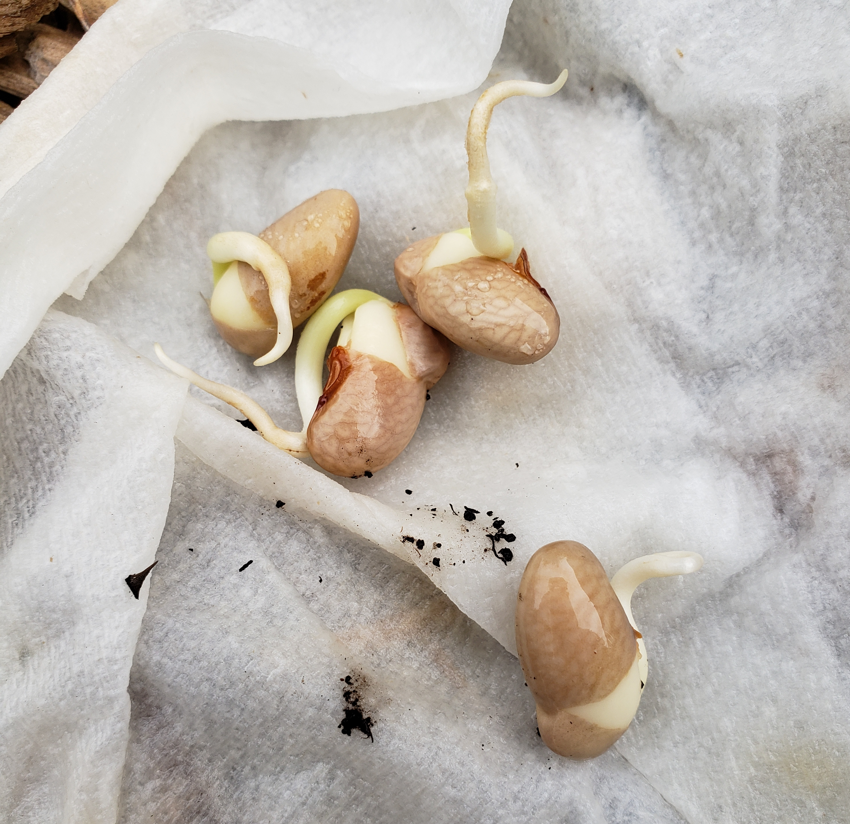 Vigorous Bean Sprouts