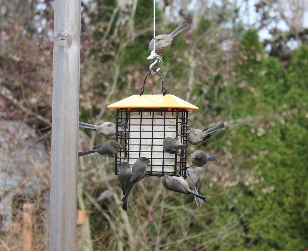 Bushtits on Suet Cage