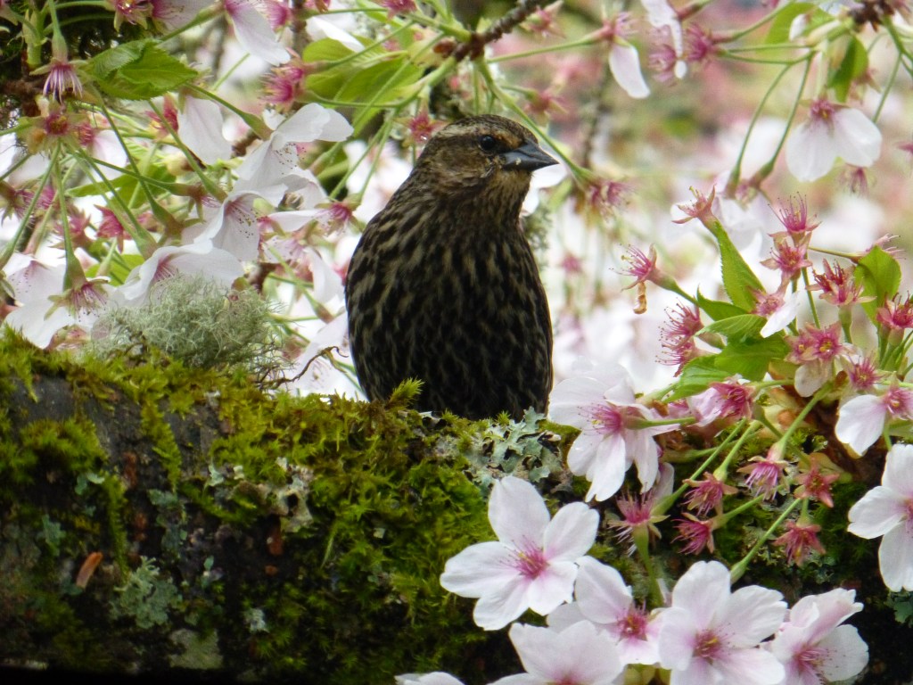 Spring Female Redwing Blackbird
