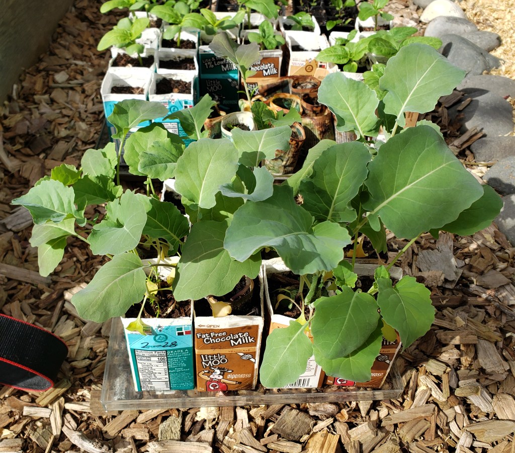 Harding off garden annuals