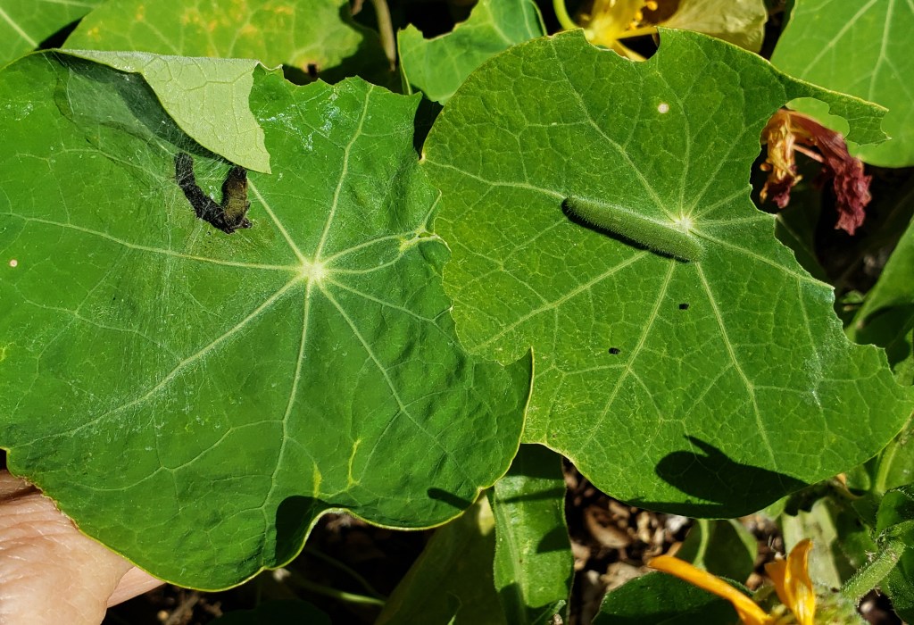 Cabbage moth larva in spider web