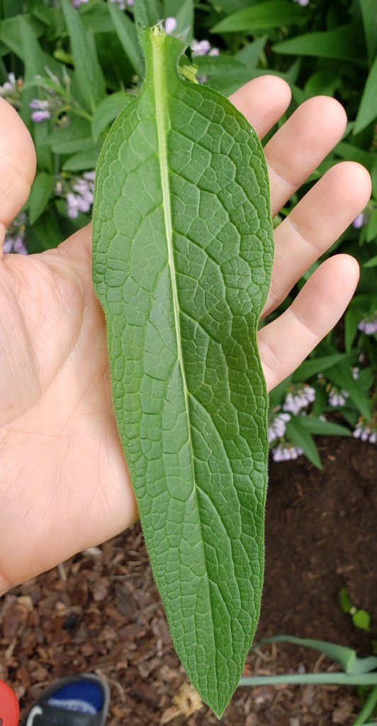 Comfrey Leaf