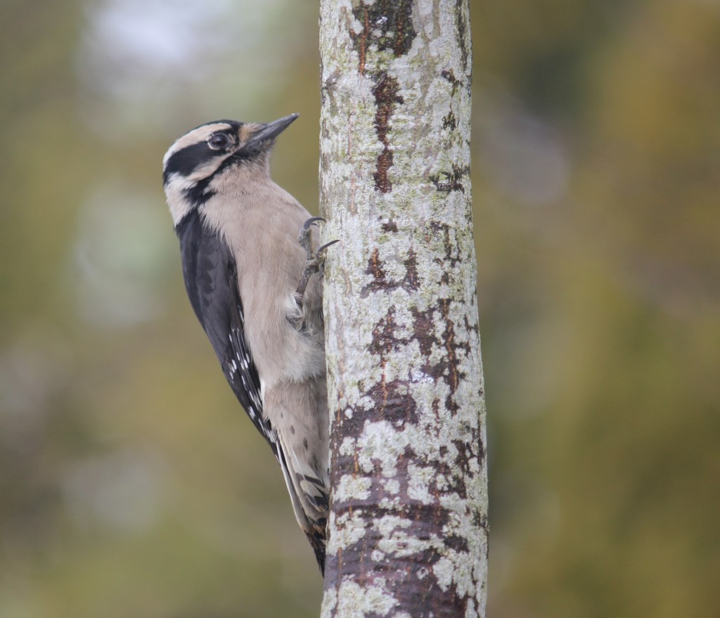 Downy woodpecker