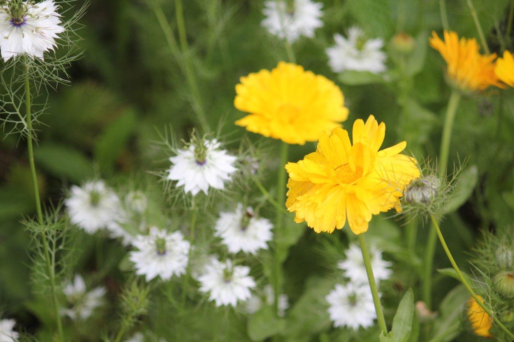 Calendula and Love in the Mist