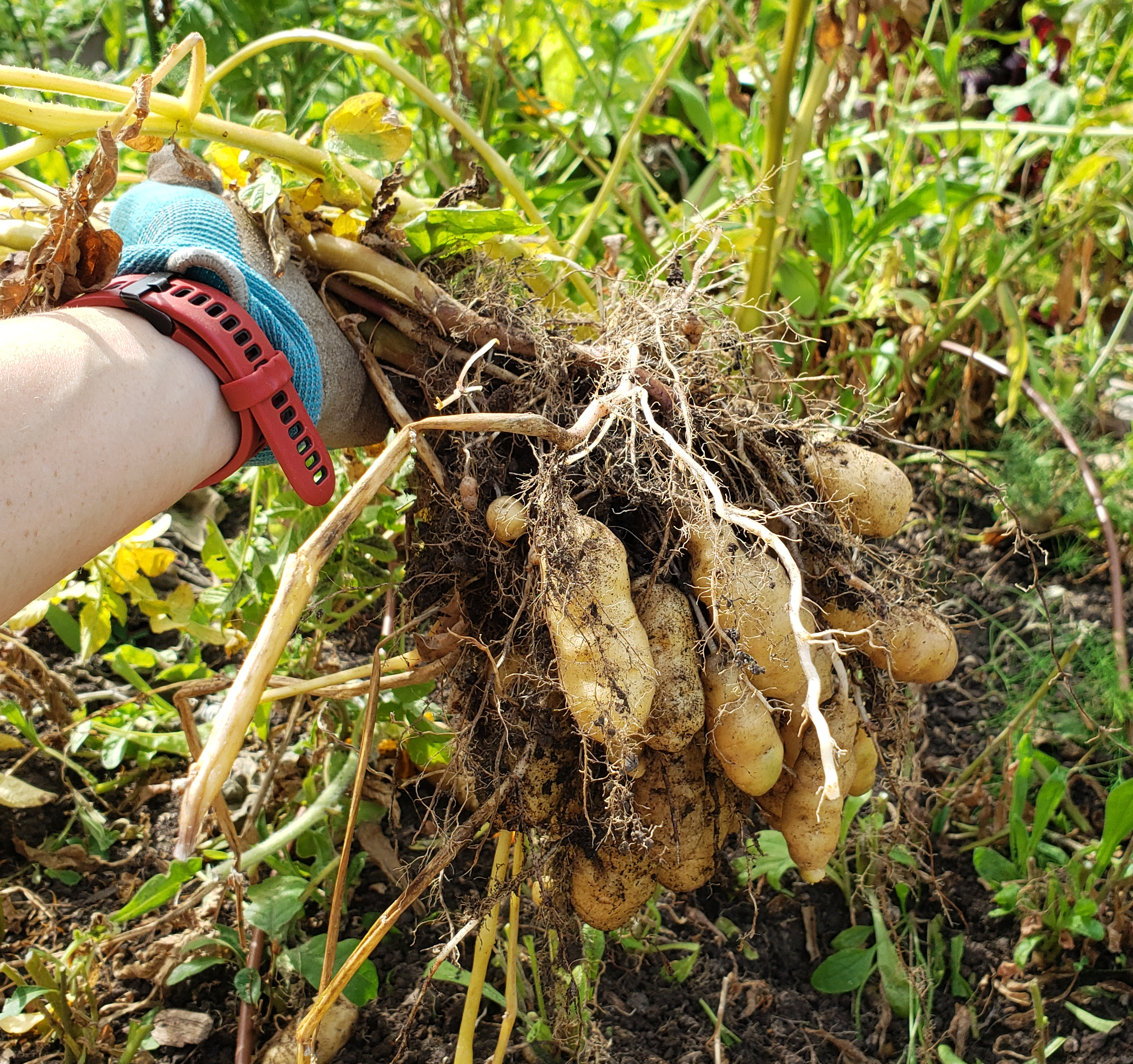 Makah Ozette Potatoes