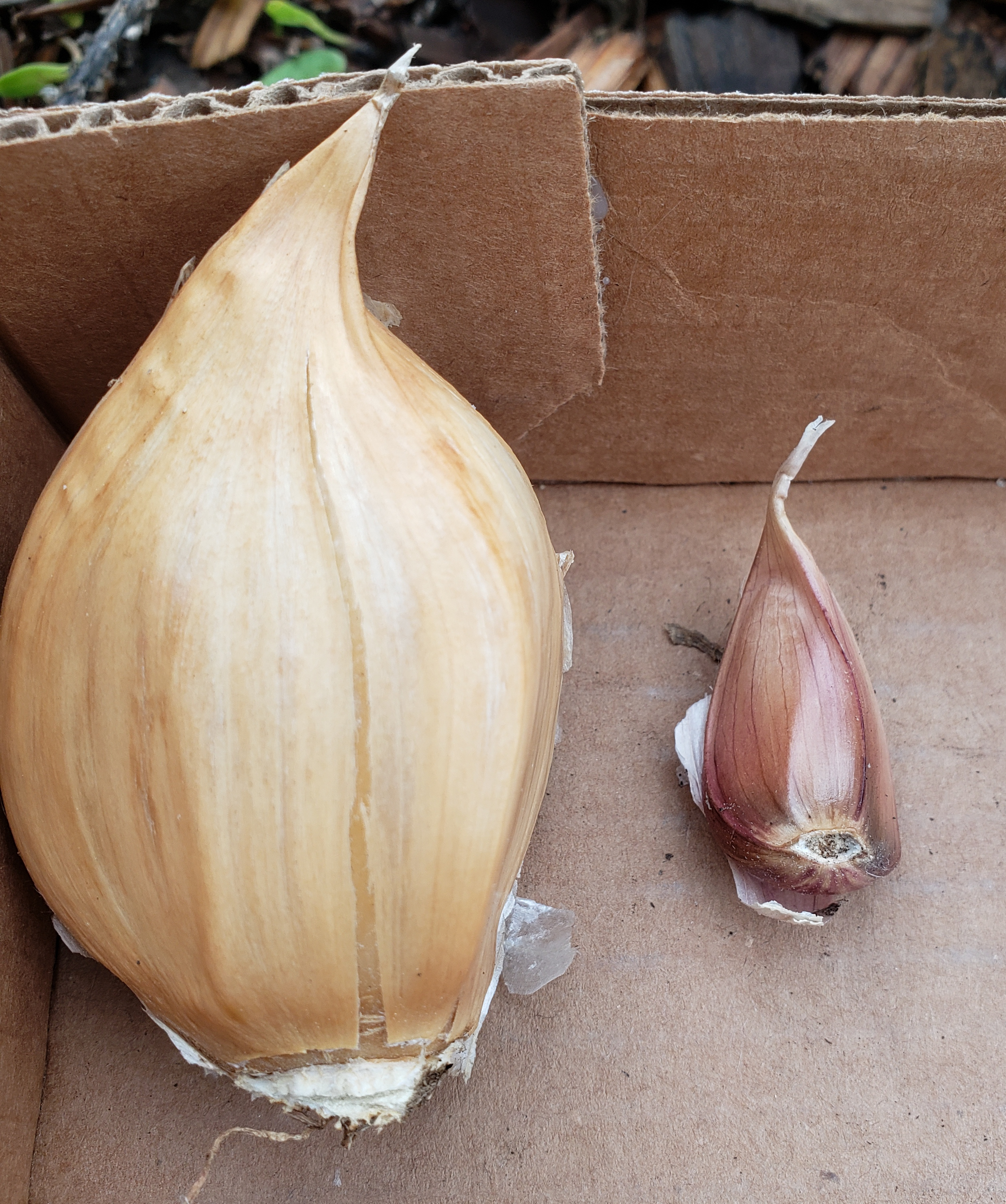 Elephant Garlic vs Hardneck Garlic