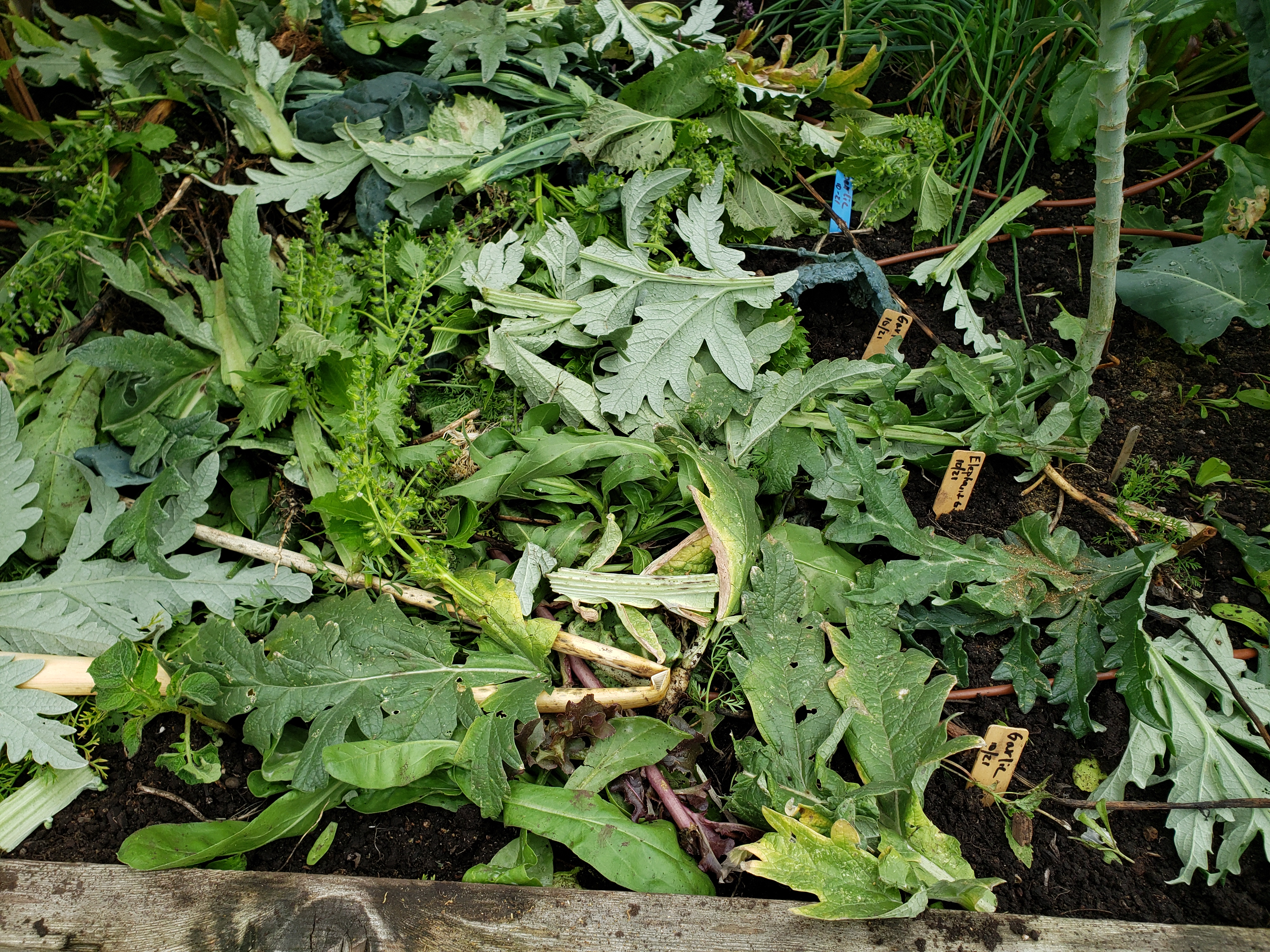 Garlic Bed mulched with garden trimmings and artichoke leaves.