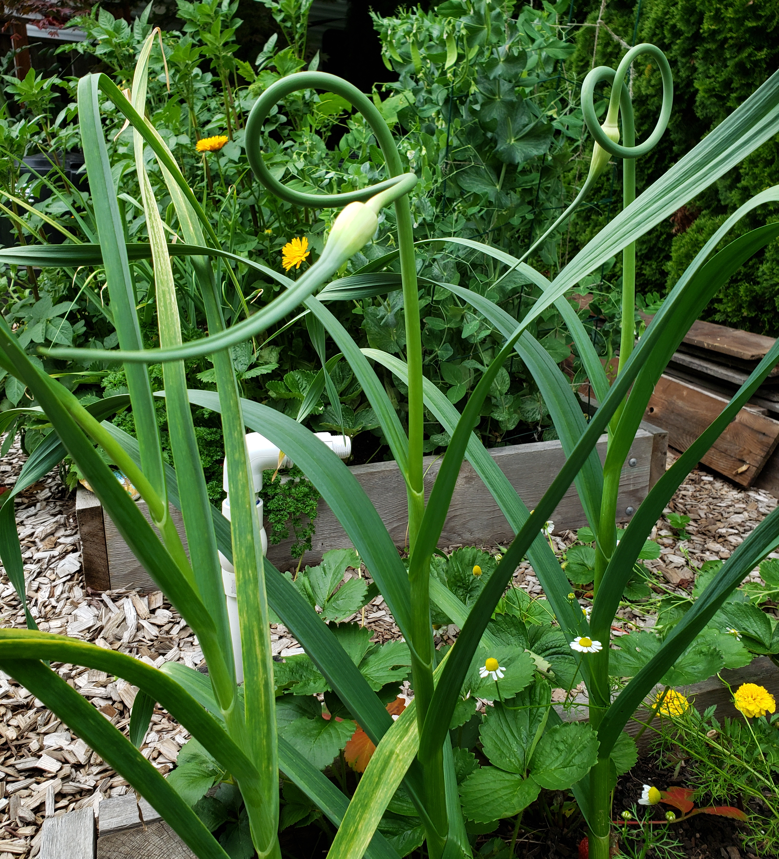 Hardneck garlic scapes.