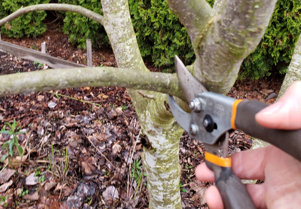 Thinning cut example