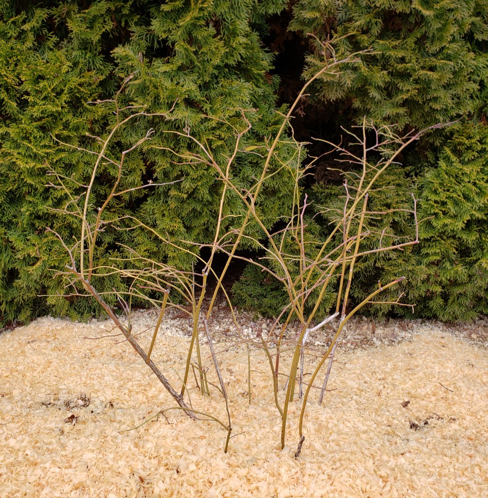 Blueberry before pruning