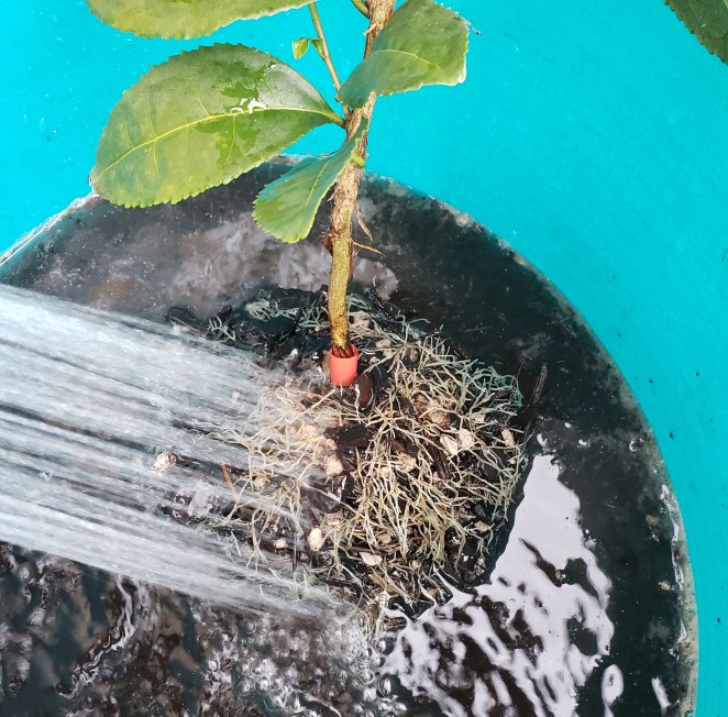 Rinsing the potting material away from Camelia Sinensis
