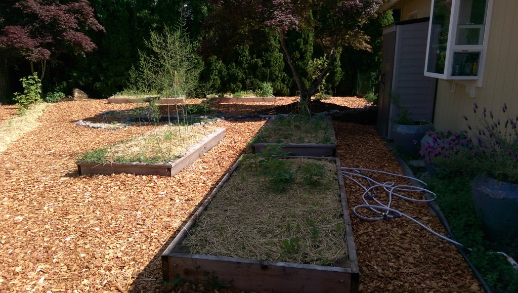 SBG Raised Bed Boxes Mulched