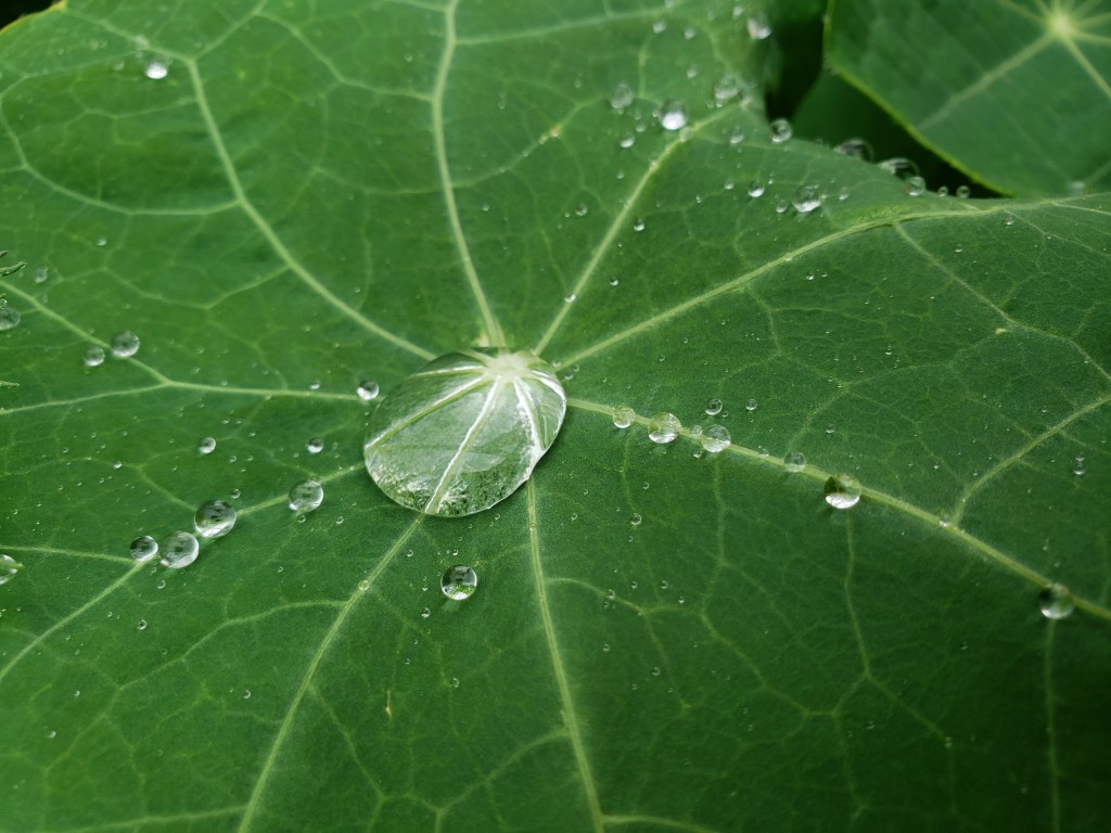 Raindrop on a nasturtium leaf