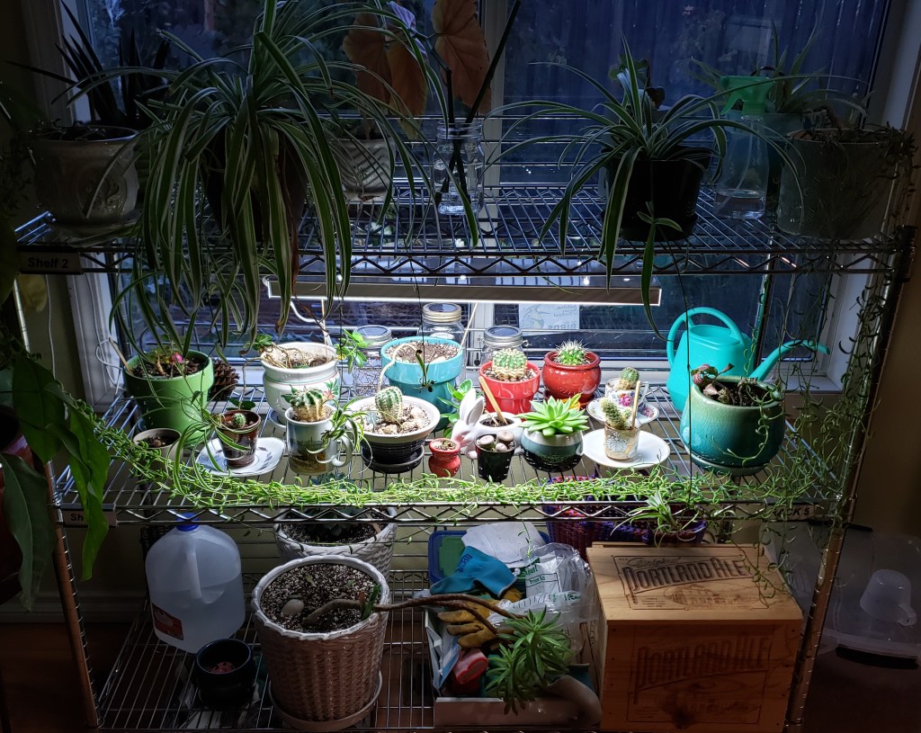 House plant succulent garden