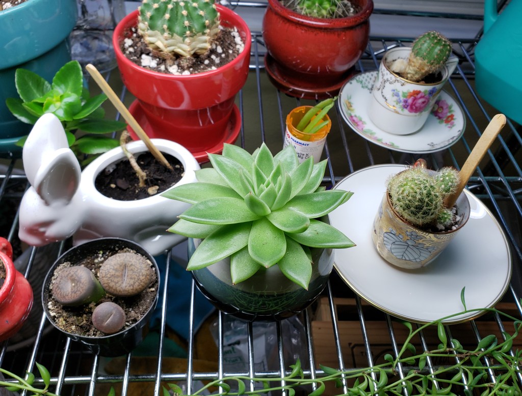 Succulent house plants