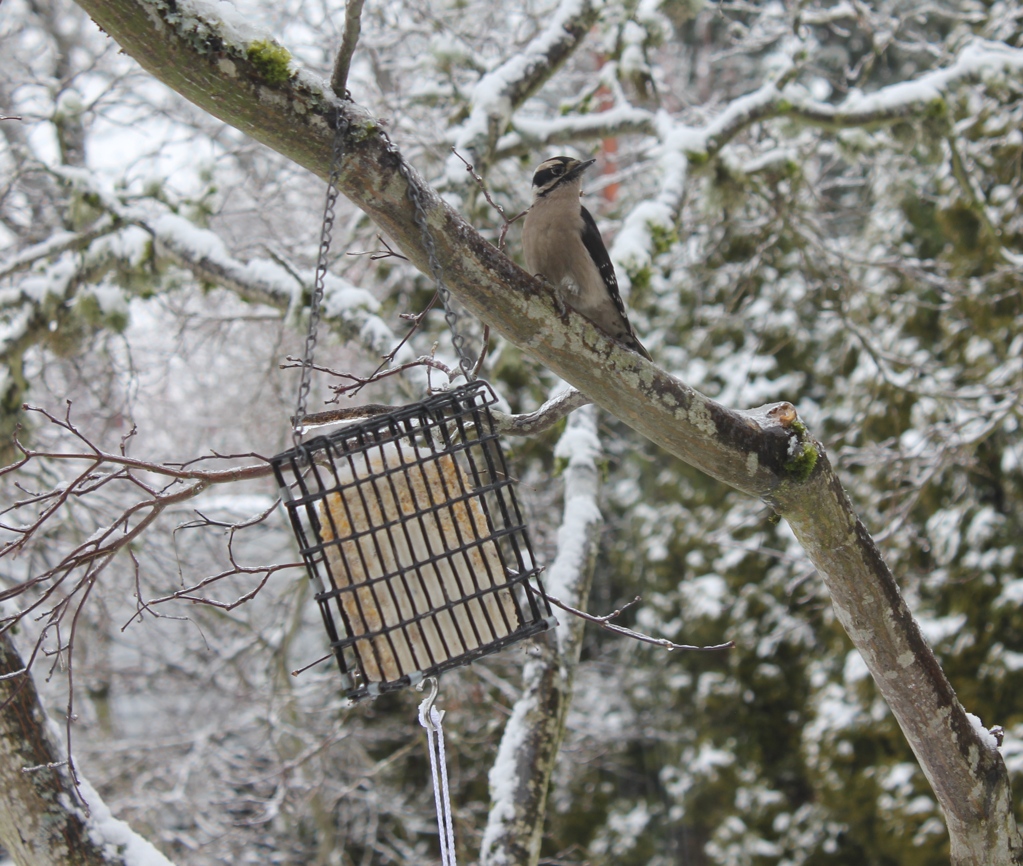 Downy Woodpecker in Winter on Suet