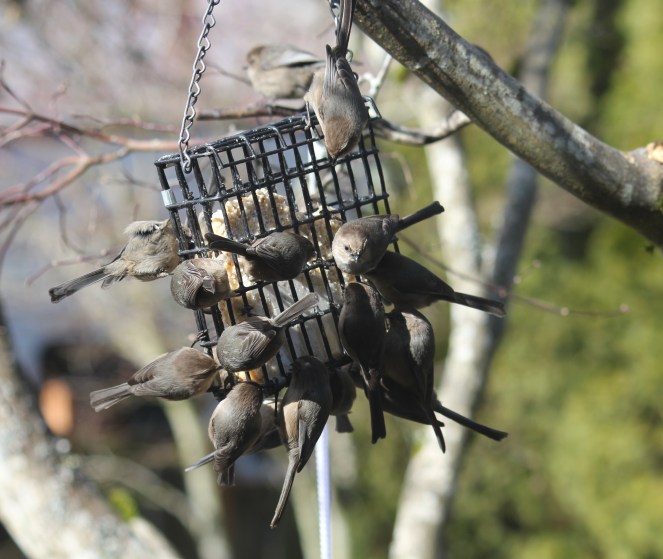 Bush Tits on Suet Cage