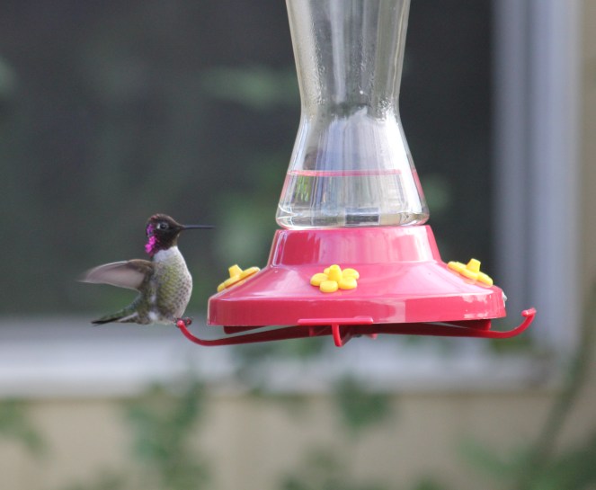 Male Anna's Hummingbird