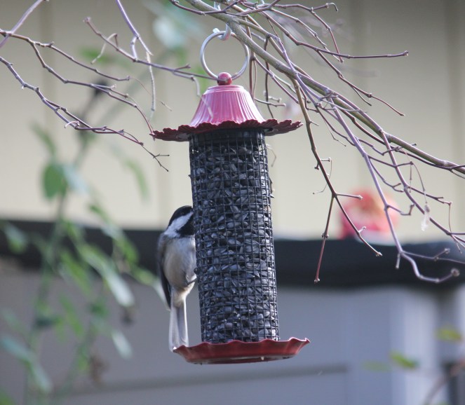 Chickadee on dining on black sunflower seeds.