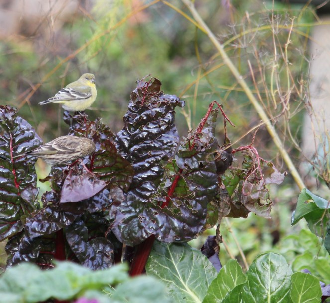 Goldfinches enjoying some overwintering chard.