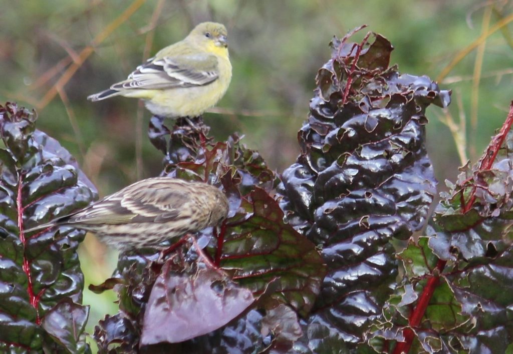 Goldfinches enjoying some overwintering chard.