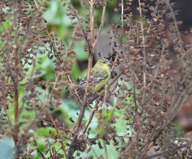 Goldfinch enjoying our patch of shisho.
