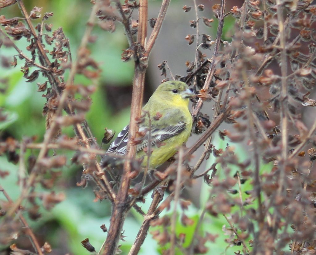 Goldfinch enjoying our patch of shisho.