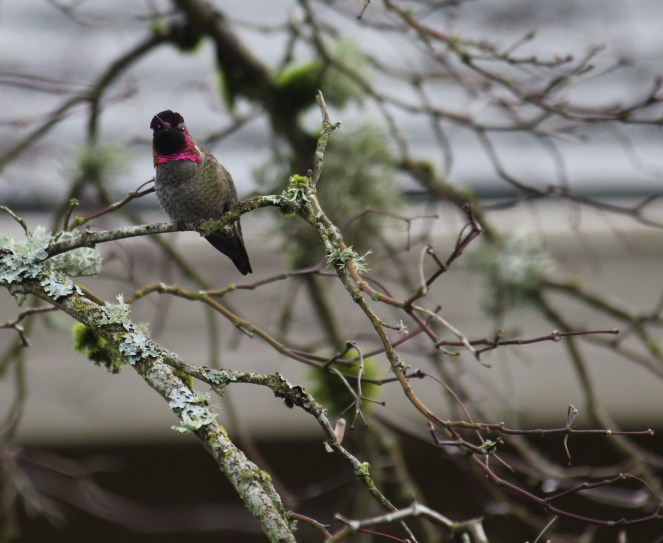 Male Annas Hummingbird