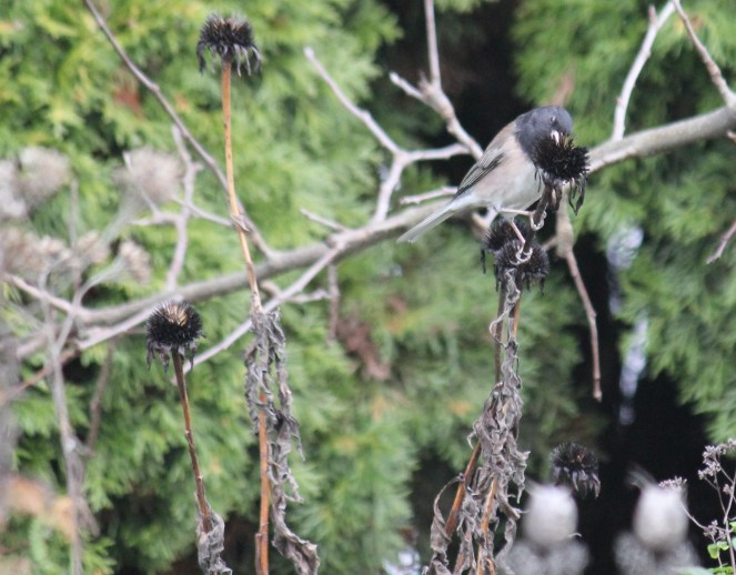 Oregon Dark Eyed Junco on Echinacea seed head.