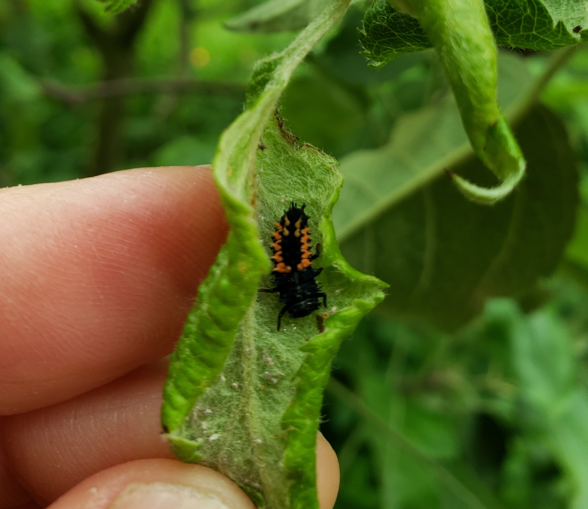 Ladybug larva raiding the sugar ants aphid farm in my apple tree.