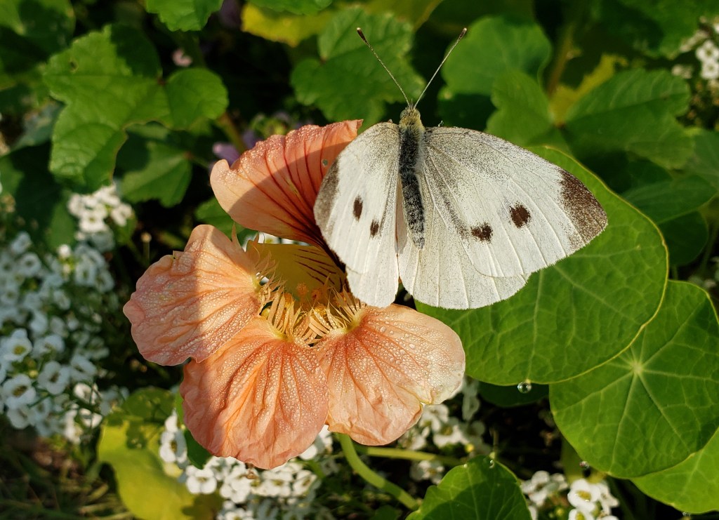 Cabbage moth on a nasturtium flower