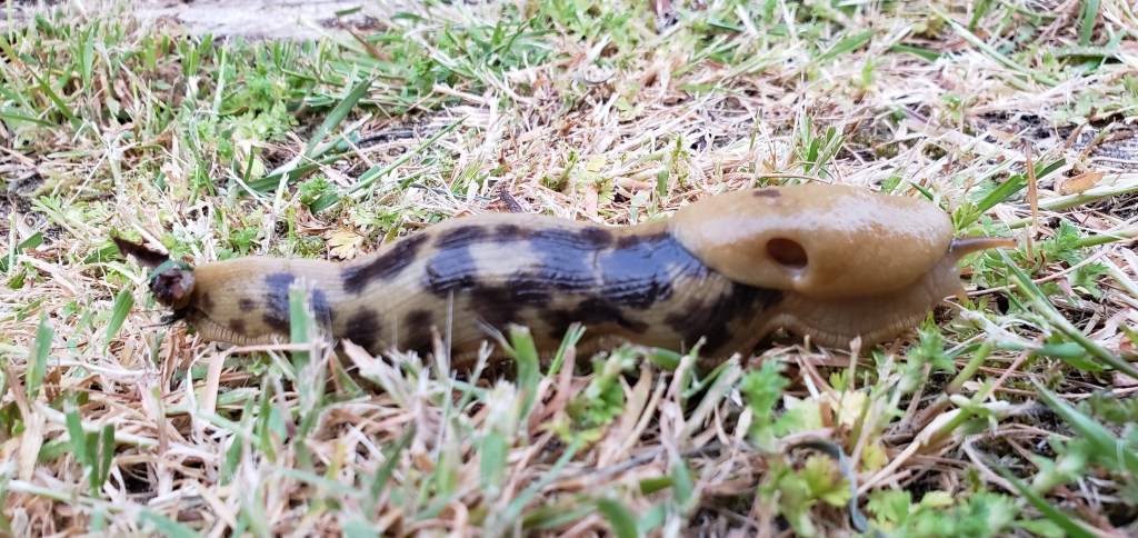 Oregon Banana Slug