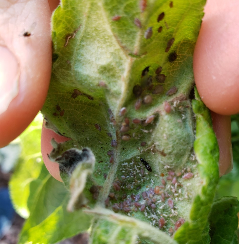 Sugar ants made many aphid farms in an apple tree.