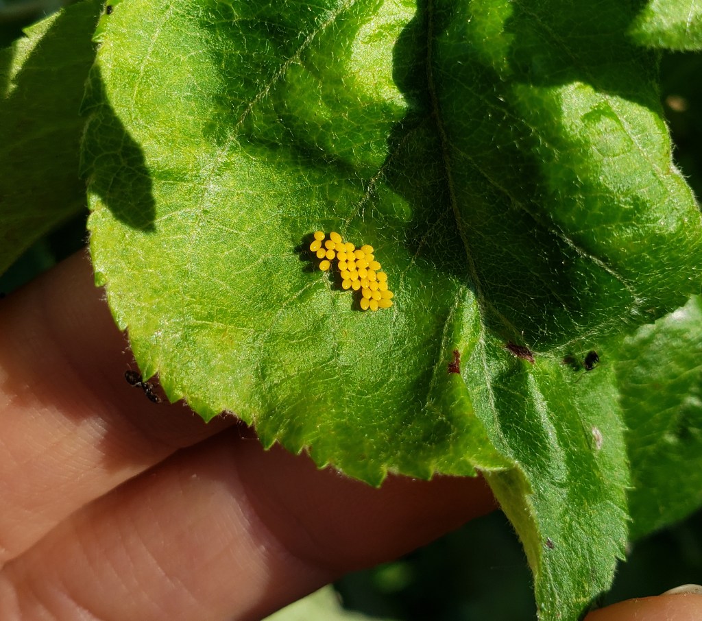 Ladybug eggs on an apple leaf.