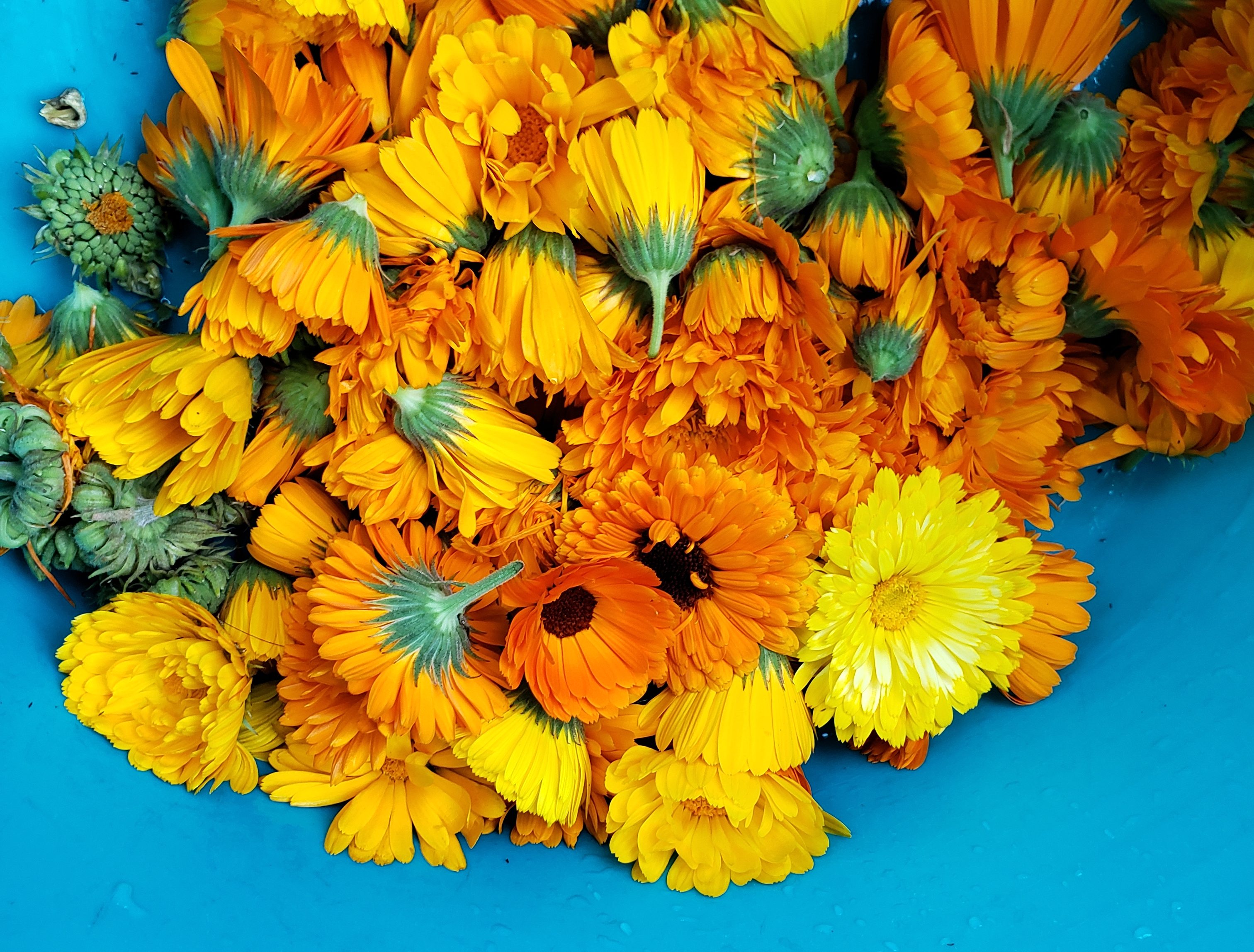 Calendula bloom harvest.
