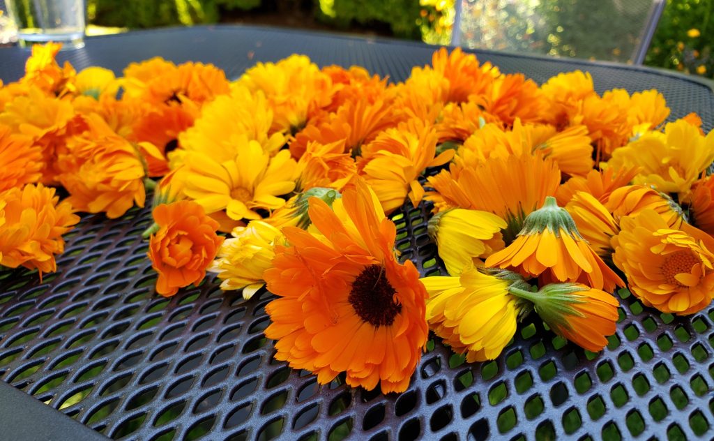 Calendula Flower Harvest