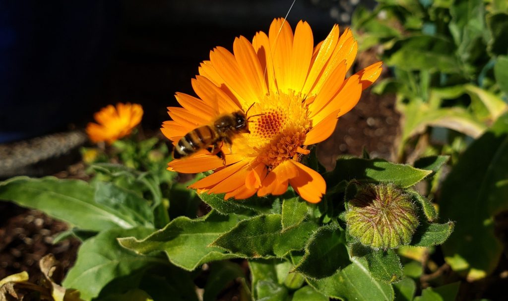 Honeybee on a calendula flower.