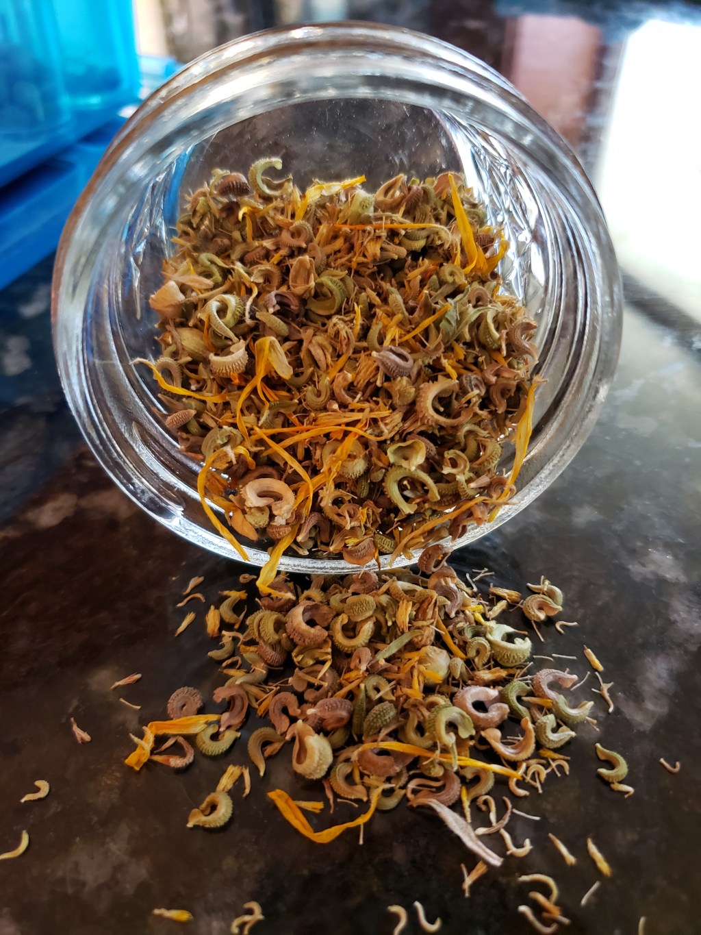 Calendula Seed Harvest