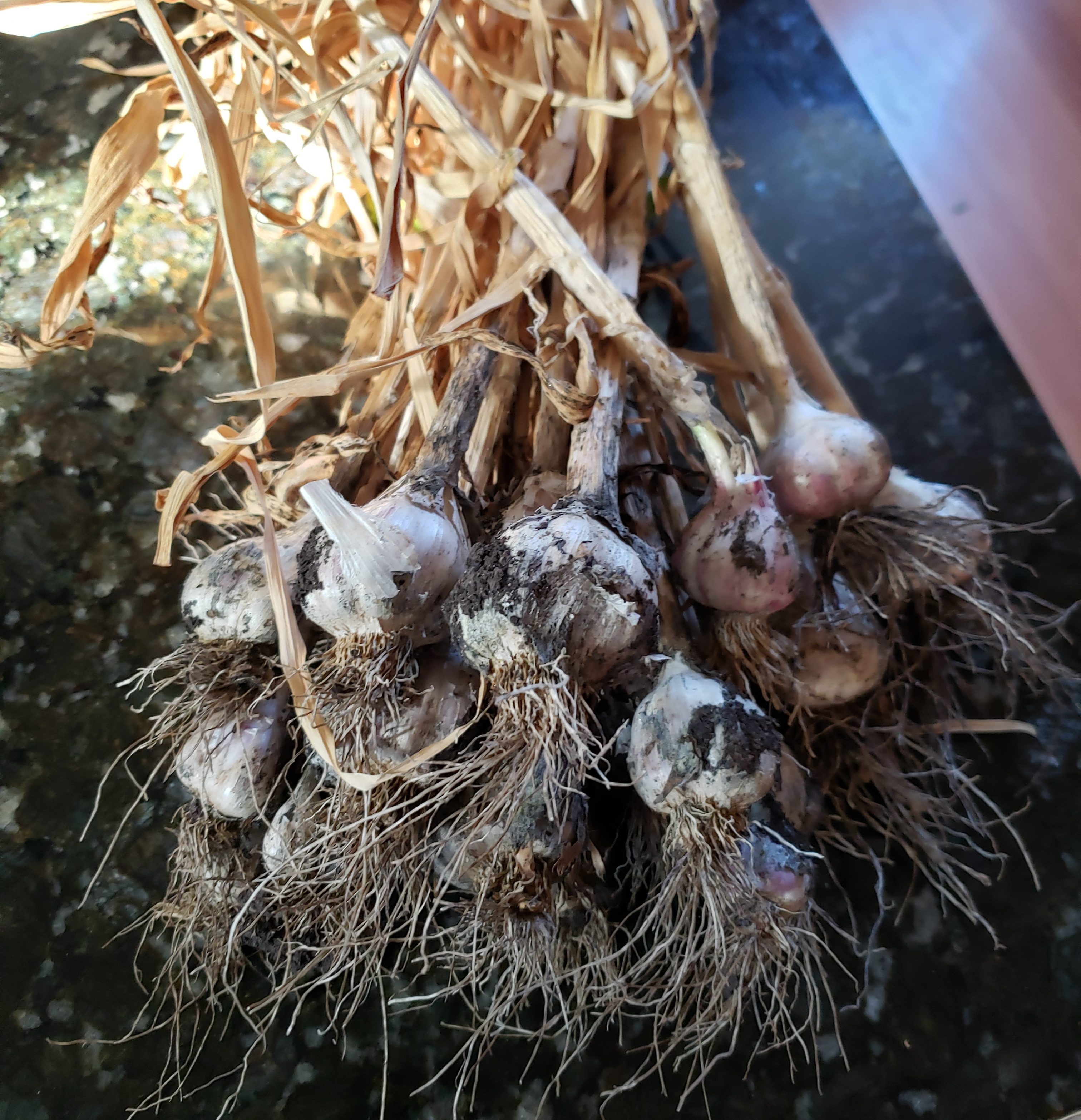 Garlic Harvest