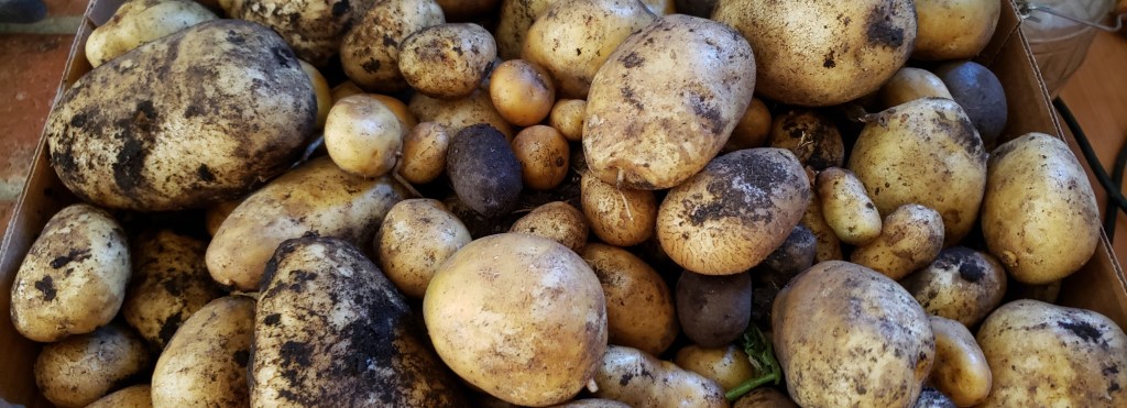 Potato Harvest