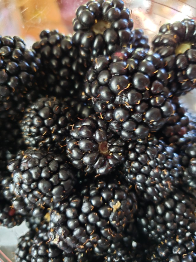 Triple Crown Blackberries